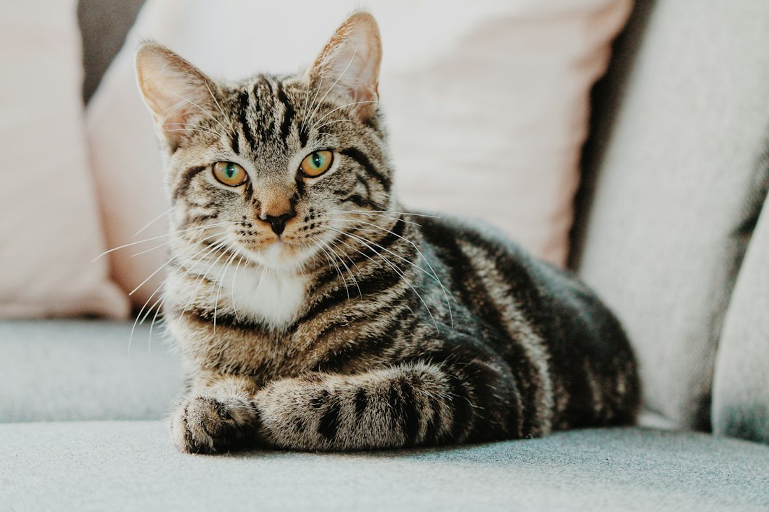 Tabby cat resting on a couch