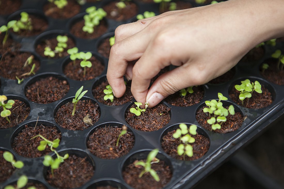 Seedlings being planted in a garden tray