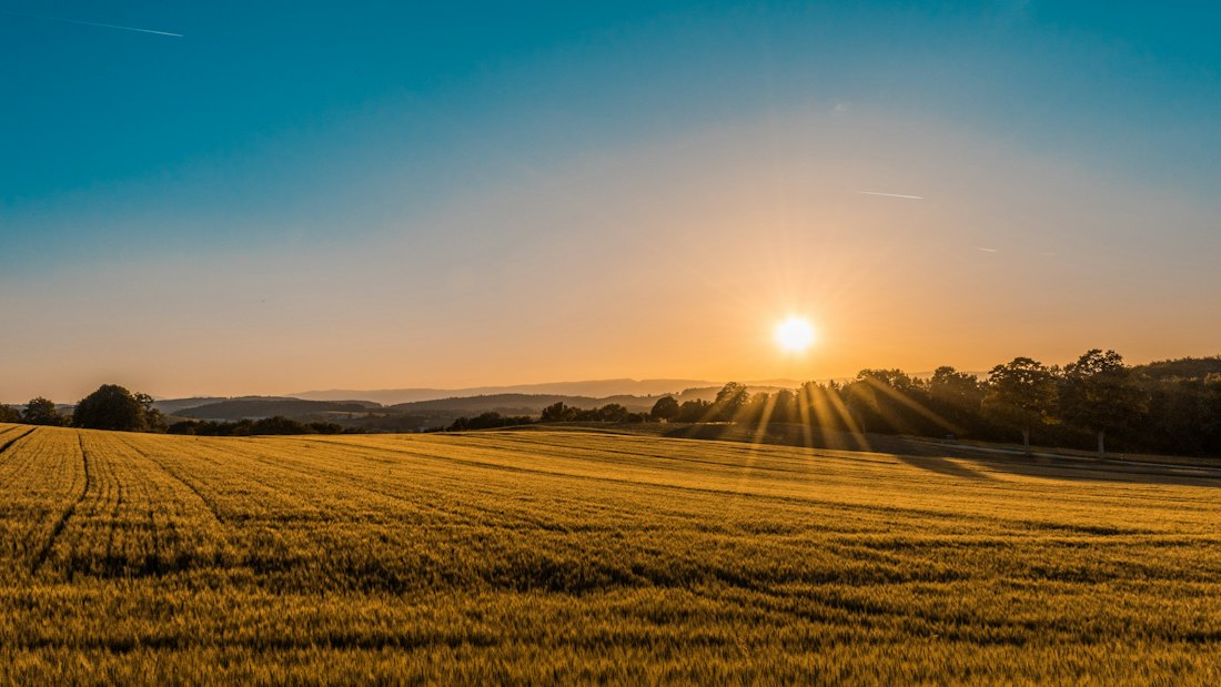 Golden-hour sun over a farm field